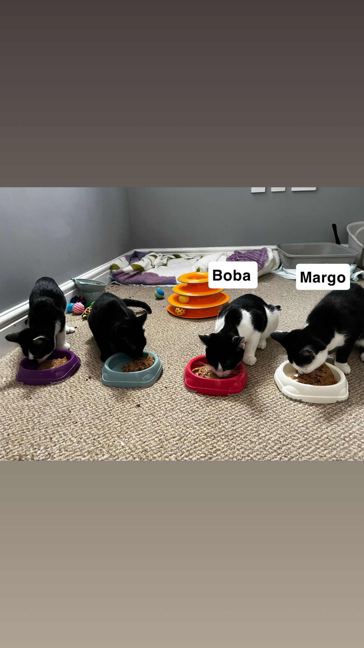 Boba