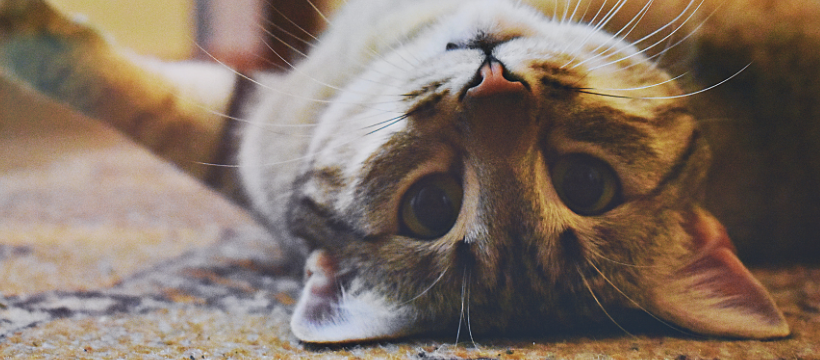 Adopt a Cat