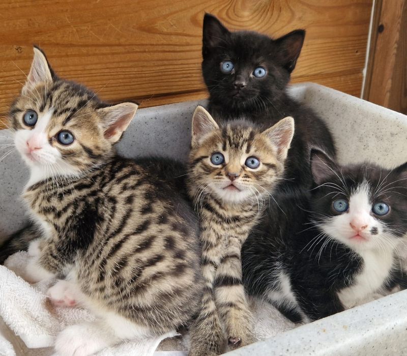 Kittens