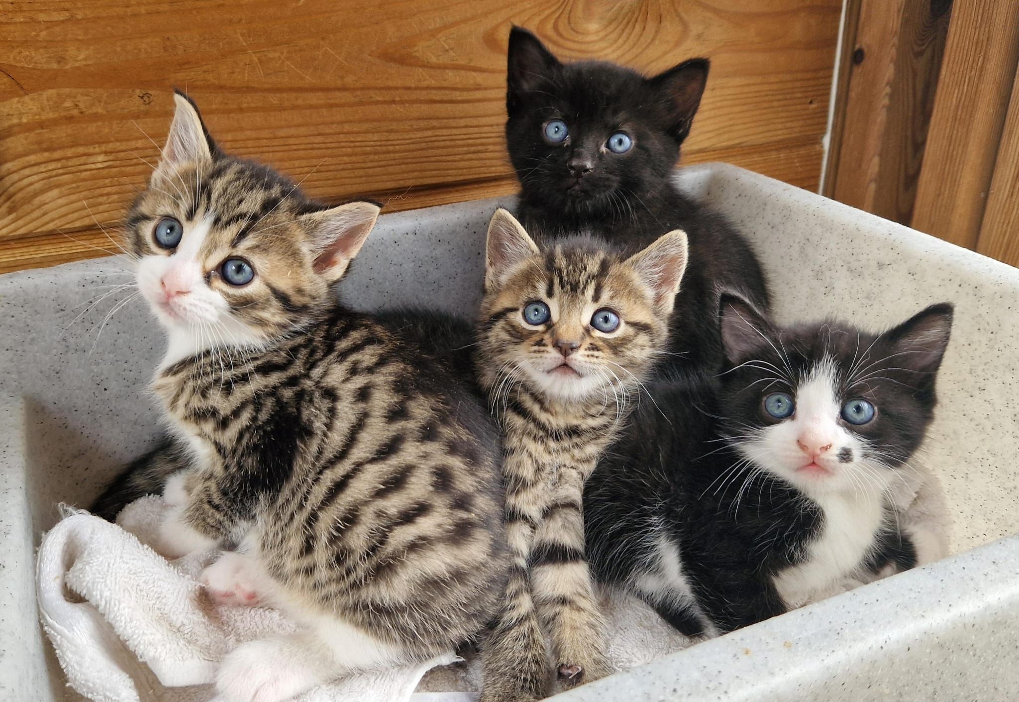 Kittens