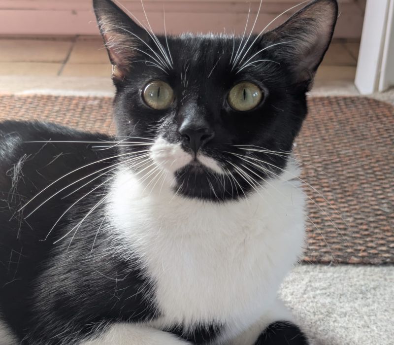 Mittens