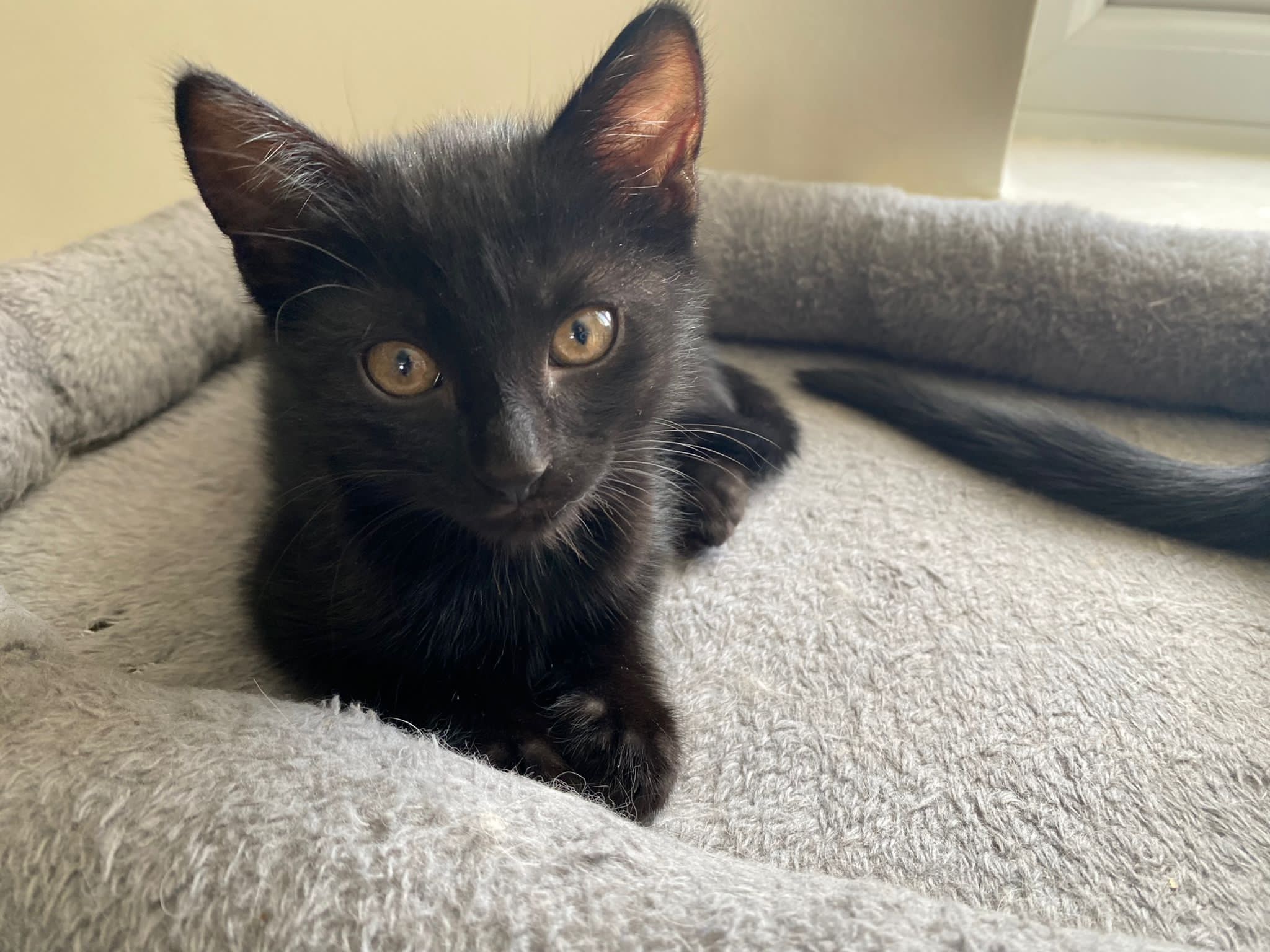 Found a Cat?